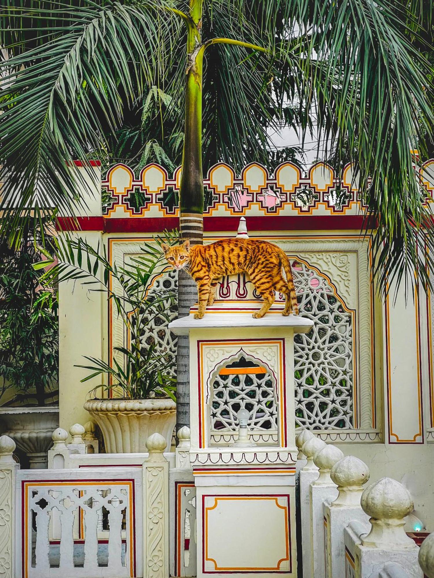 Krishna Palace - A Heritage Hotel Dźajpur Zewnętrze zdjęcie